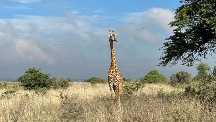 Giraffe