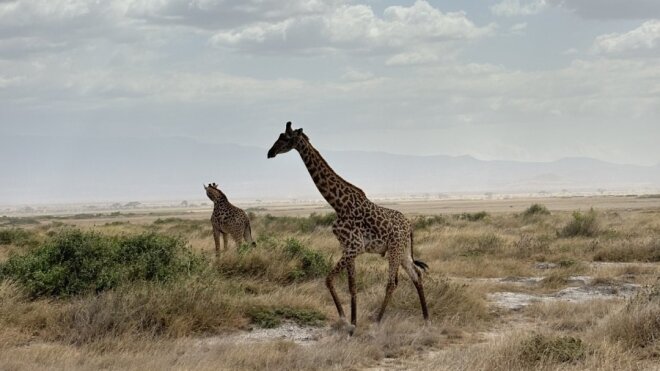Platzhalterbild — Auf Safari